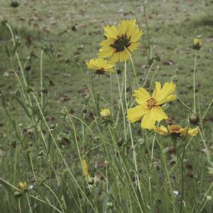 肛塞自慰动漫游戏
